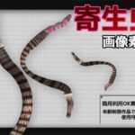 寄生虫の画像素材〜商用OK著作権フリー〜3D画像素材シリーズこんなの射精不可避w